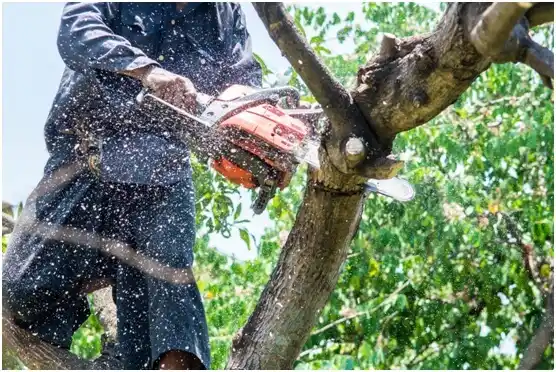 tree services Astoria